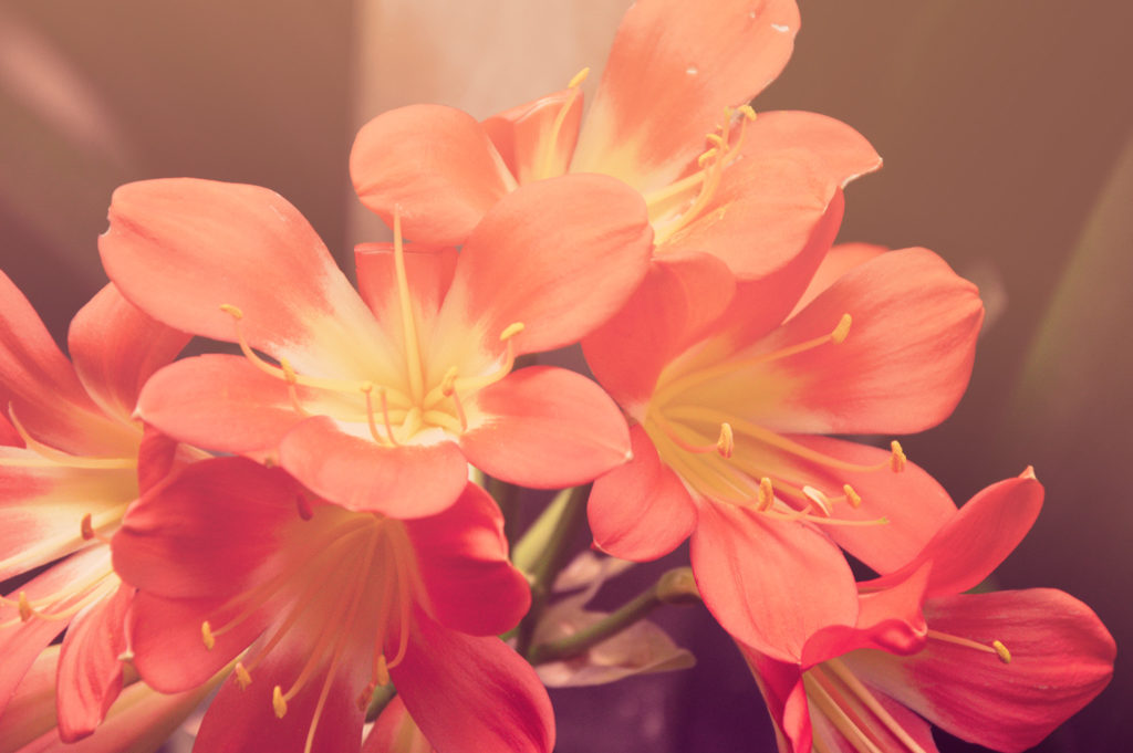 I Fiori Piu Adatti Per Il Compleanno Della Mamma