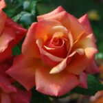 Le rose stabilizzate: un'idea per un regalo che duri a lungo