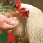 Europoll: tradizione e qualità nell'industria avicola italiana